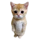 Emoji W_KittyDebout