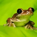 Emoji lagrenouille
