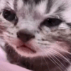 Emoji sad_cat