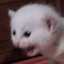 Emoji CatKek