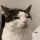 Emoji mhmcat