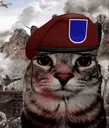 Emoji armycat