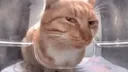 Emoji catmhmm