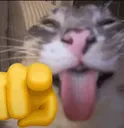 Emoji cat