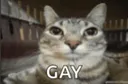 Emoji gaycat