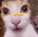 Emoji chokbarcat