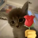 Emoji lovecat