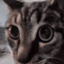 Emoji 57194mrbeetlestare