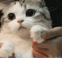 Emoji 13654catpaws