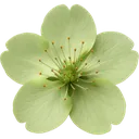 Emoji 6987greensakuraflower