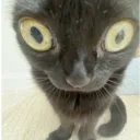 Emoji cat_hmm