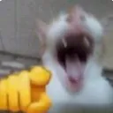 Emoji HZA_catlaugh