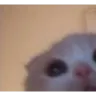 Emoji HZA_catpeek