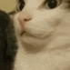 Emoji CatShhh