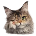 Emoji Phoebecute