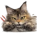 Emoji Phoebegrougrou