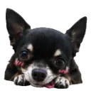 Emoji Eliotcute