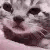 Emoji cat_cry