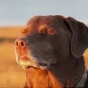 Emoji calm