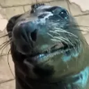 Emoji maefacereveal
