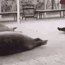 Emoji sea_lion_dance