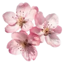 Emoji Fleur_rose