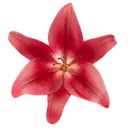 Emoji Fleur_rouge