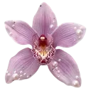 Emoji Fleur_mauve