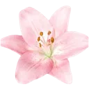 Emoji Fleur_rose