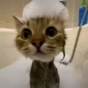 Emoji bathcat
