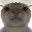 Emoji SwagCat