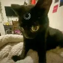 Emoji Bugcat