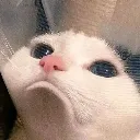 Emoji Sadcat