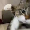 Emoji Warcat