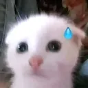Emoji Oupsicat