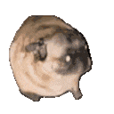 Emoji pug_dance