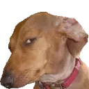 Emoji Capping_Dog