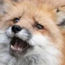 Emoji foxhocc