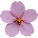 Emoji Pink_FlowerSakura