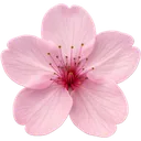 Emoji Pink_FlowerSakura