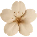 Emoji Orange_FlowerSakura