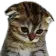 Emoji cat_confuse