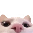 Emoji cat_lurk