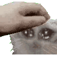 Emoji cat_pat