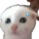 Emoji cat_sweat