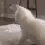 Emoji cat_twerk