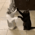 Emoji cat_checkpaws