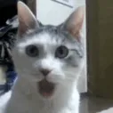 Emoji catchatsurprisedohh