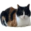 Emoji Enzoscat