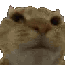 Emoji cat_head_no